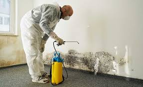 Best Residential Mold Inspection & Testing  in La Joya, TX